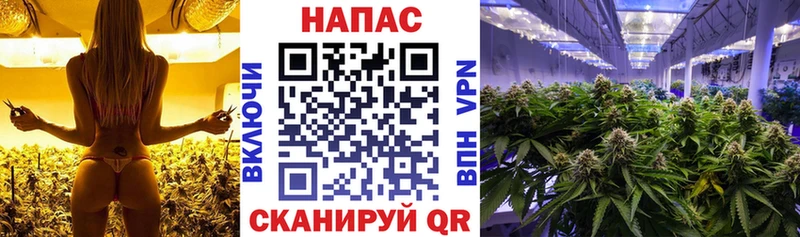 Купить где  Сафоново  Марихуана план 